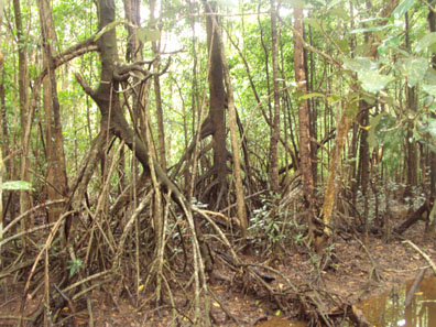 Mangrove Roots