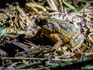 Cane toad