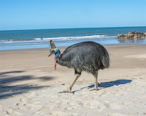 Cassowary