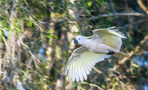 Cockatoo