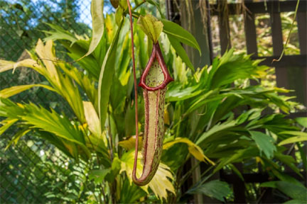 Pitcher plant