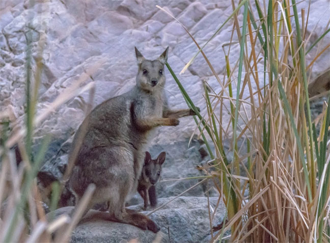Wallaby and Joey