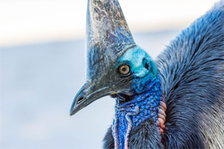 Cassowary