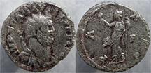 Carausius